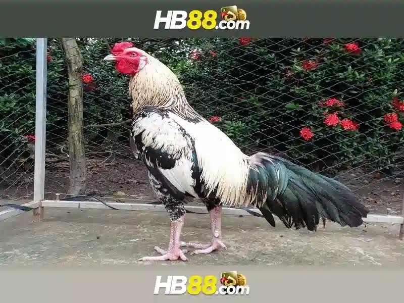 HB88: Nền tảng trò chơi trực tuyến và sự phổ biến Giao diện nhà cái hoàn hảo